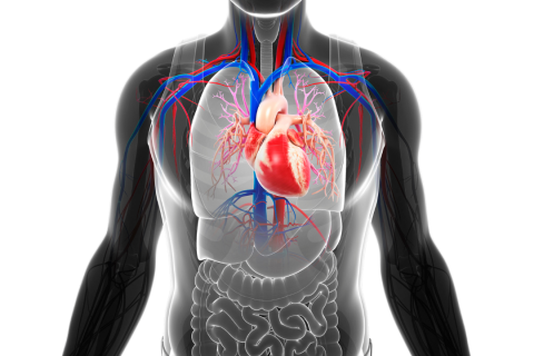 Cardiologie