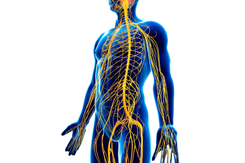 Neurologie